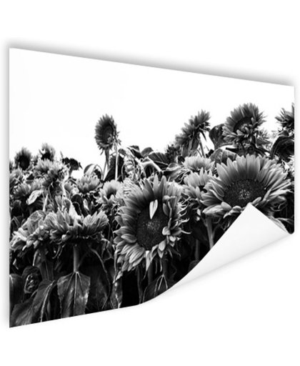 FotoCadeau.nl - Zonnebloemen in Nederland zwart-wit Poster 60x40 cm - Foto print op Poster (wanddecoratie)