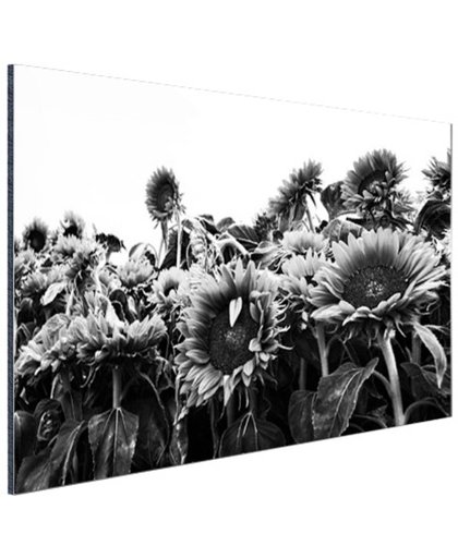 Zonnebloemen in Nederland zwart-wit Aluminium 180x120 cm - Foto print op Aluminium (metaal wanddecoratie)