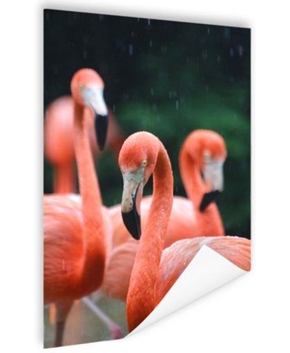 FotoCadeau.nl - Flamingos in de regen Poster 80x120 cm - Foto print op Poster (wanddecoratie)