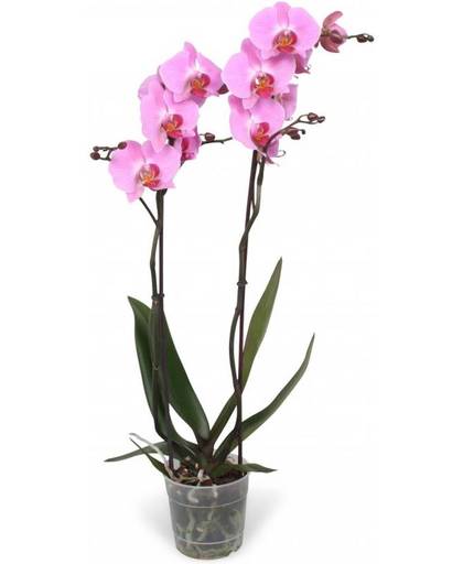Orchidee Phalaenopsis Kendall - 2 takken - 18 knoppen - 60 cm