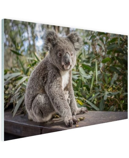FotoCadeau.nl - Zittende koala in Australie Glas 120x80 cm - Foto print op Glas (Plexiglas wanddecoratie)