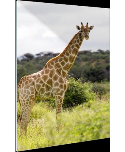 FotoCadeau.nl - Giraf in de natuur Glas 20x30 cm - Foto print op Glas (Plexiglas wanddecoratie)