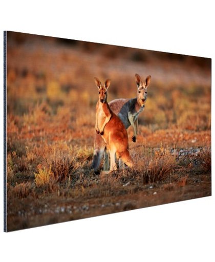 Kangoeroes zonsopgang Aluminium 180x120 cm - Foto print op Aluminium (metaal wanddecoratie)