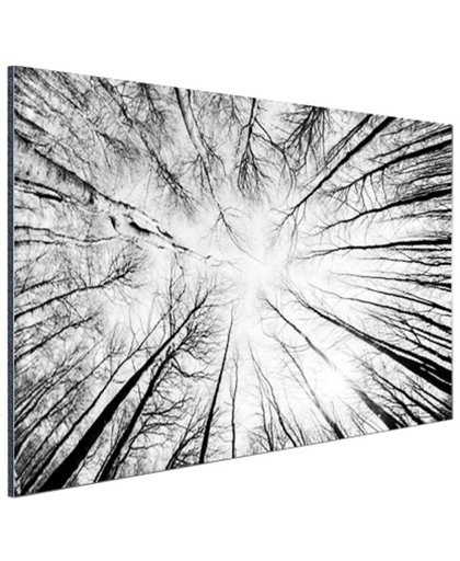 FotoCadeau.nl - Beukenfoto vanaf de grond gemaakt Aluminium 60x40 cm - Foto print op Aluminium (metaal wanddecoratie)