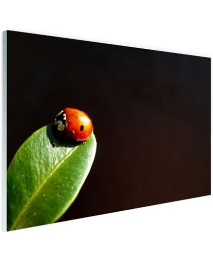 Lieveheersbeest blad zwarte achtergrond Glas 180x120 cm - Foto print op Glas (Plexiglas wanddecoratie)
