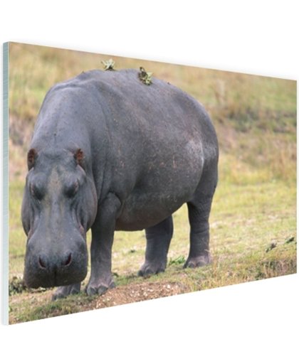 Nijlpaard op het droge Glas 180x120 cm - Foto print op Glas (Plexiglas wanddecoratie)