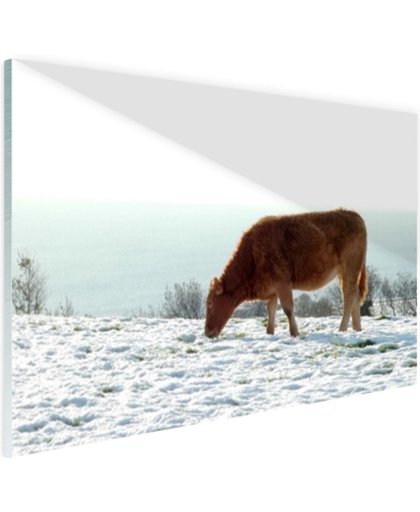 FotoCadeau.nl - Bruine koe op zoek naar eten Glas 120x80 cm - Foto print op Glas (Plexiglas wanddecoratie)