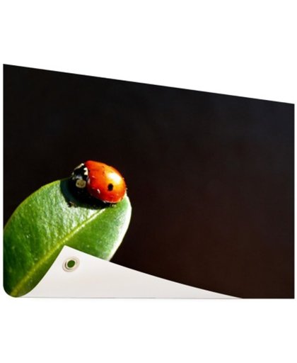 FotoCadeau.nl - Lieveheersbeest blad zwarte achtergrond Tuinposter 200x100 cm - Foto op Tuinposter (tuin decoratie)