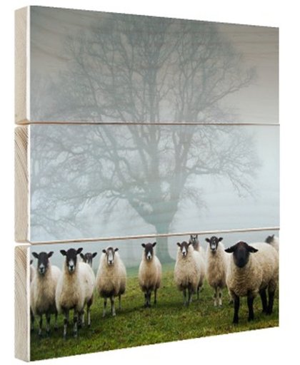 FotoCadeau.nl - Kudde in de mist Hout 100x100 cm - Foto print op Hout (Wanddecoratie)