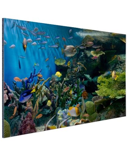 FotoCadeau.nl - Levendige onderwaterwereld Aluminium 60x40 cm - Foto print op Aluminium (metaal wanddecoratie)