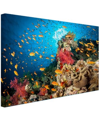 Koraal met vissen Canvas 180x120 cm - Foto print op Canvas schilderij (Wanddecoratie)
