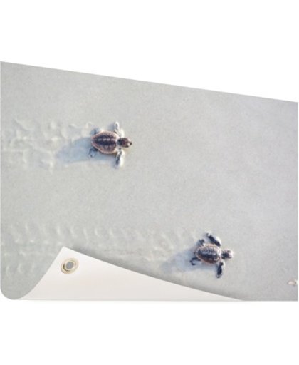 FotoCadeau.nl - Twee kleine schildpadden Tuinposter 60x40 cm - Foto op Tuinposter (tuin decoratie)
