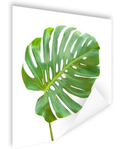 Blad van een gatenplant botanisch Poster 90x60 cm - Foto print op Poster (wanddecoratie)
