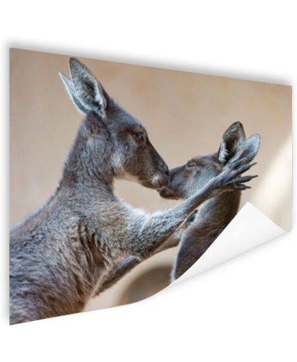 FotoCadeau.nl - Twee kangoeroes kussen met elkaar Poster 90x60 cm - Foto print op Poster (wanddecoratie)