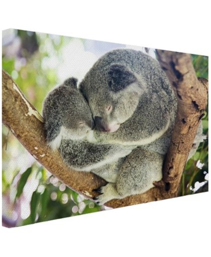 FotoCadeau.nl - Knuffelende koala moeder en joey Canvas 120x80 cm - Foto print op Canvas schilderij (Wanddecoratie)