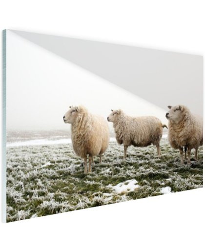 Drie schapen in de winter Glas 180x120 cm - Foto print op Glas (Plexiglas wanddecoratie)