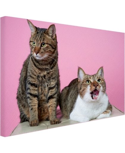 Twee katten voor roze achtergrond Canvas 180x120 cm - Foto print op Canvas schilderij (Wanddecoratie)