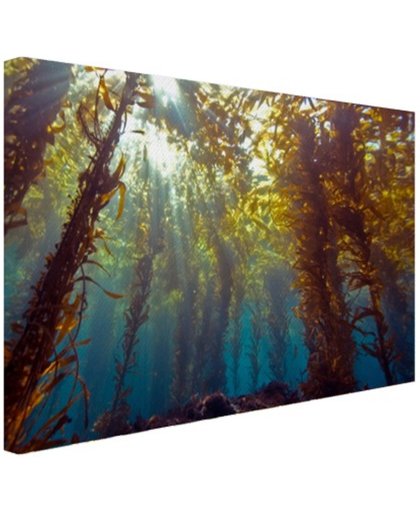 Zonlicht en planten onder water Canvas 180x120 cm - Foto print op Canvas schilderij (Wanddecoratie)