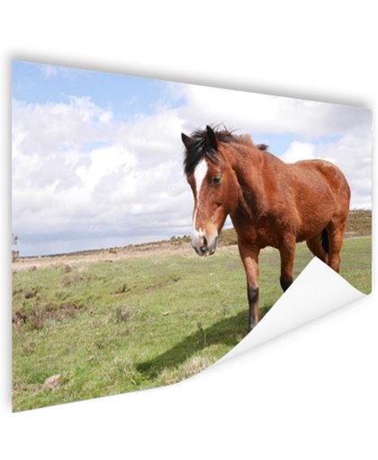 FotoCadeau.nl - Paard staat in gras Poster 60x40 cm - Foto print op Poster (wanddecoratie)
