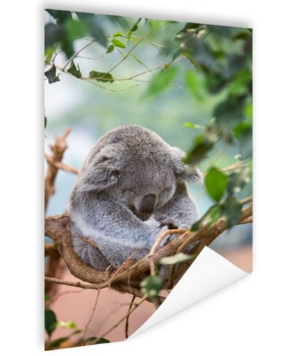 FotoCadeau.nl - Zittende koala met bladeren Poster 80x120 cm - Foto print op Poster (wanddecoratie)