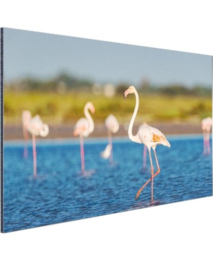 Groep Europese flamingos Aluminium 180x120 cm - Foto print op Aluminium (metaal wanddecoratie)