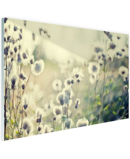Witte bloemen in veld Glas 180x120 cm - Foto print op Glas (Plexiglas wanddecoratie)