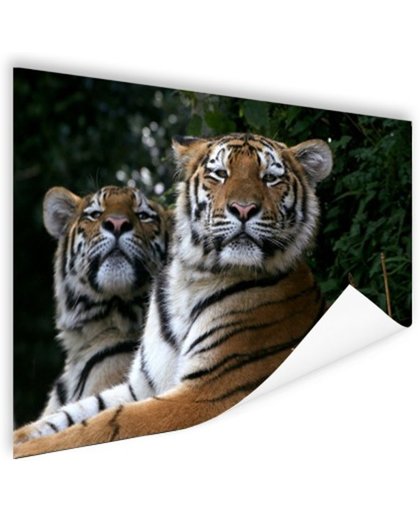 FotoCadeau.nl - Twee Siberische tijgers Poster 90x60 cm - Foto print op Poster (wanddecoratie)
