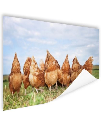 FotoCadeau.nl - Kippen in het veld Poster 90x60 cm - Foto print op Poster (wanddecoratie)