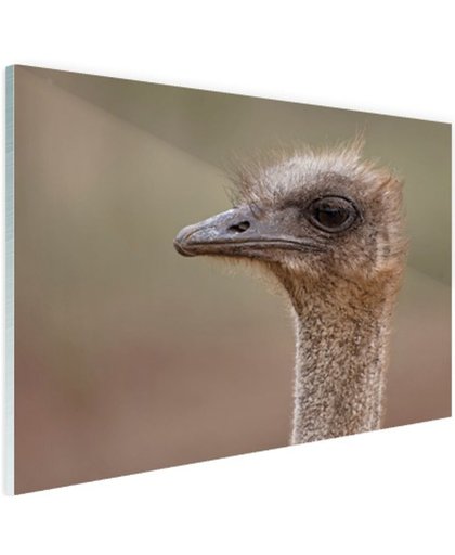 Portret struisvogel Glas 180x120 cm - Foto print op Glas (Plexiglas wanddecoratie)