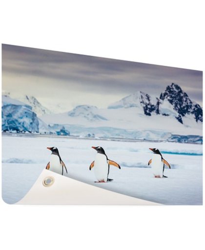 FotoCadeau.nl - Drie pinguins fotoafdruk Tuinposter 200x100 cm - Foto op Tuinposter (tuin decoratie)