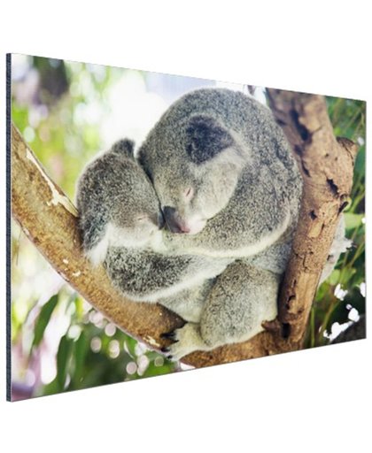 FotoCadeau.nl - Knuffelende koala moeder en joey Aluminium 90x60 cm - Foto print op Aluminium (metaal wanddecoratie)