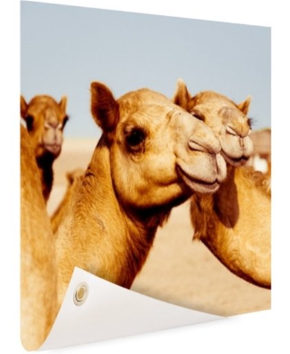 FotoCadeau.nl - Kamelen op zandvlakte in Dubai Tuinposter 50x50 cm - Foto op Tuinposter (tuin decoratie)