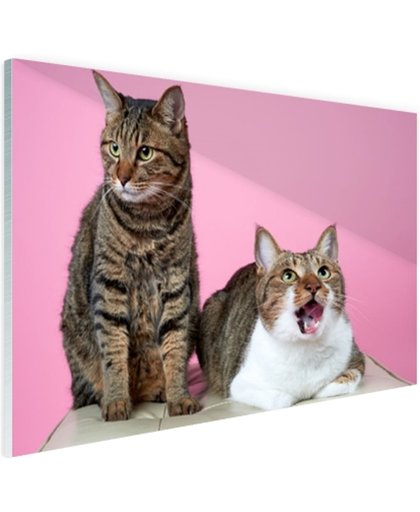 FotoCadeau.nl - Twee katten voor roze achtergrond Glas 90x60 cm - Foto print op Glas (Plexiglas wanddecoratie)