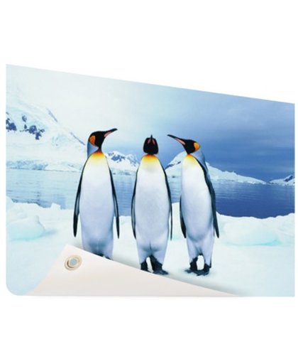 FotoCadeau.nl - Drie pinguins portret Tuinposter 120x80 cm - Foto op Tuinposter (tuin decoratie)