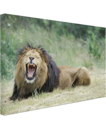 FotoCadeau.nl - Stoere leeuw Canvas 60x40 cm - Foto print op Canvas schilderij (Wanddecoratie)
