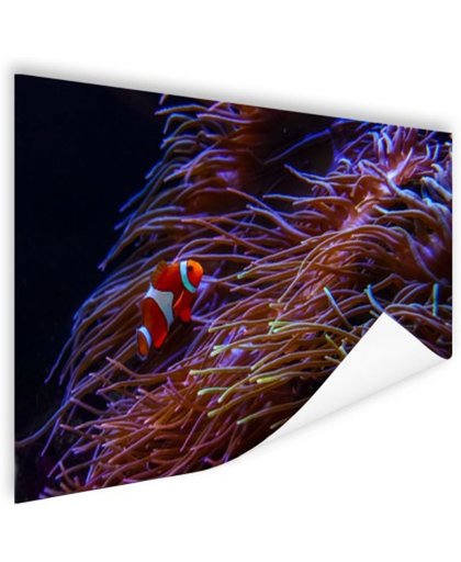 FotoCadeau.nl - Nemo clown vis bij koraal Poster 180x120 cm - Foto print op Poster (wanddecoratie)