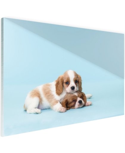 FotoCadeau.nl - Twee slaperige pups Glas 60x40 cm - Foto print op Glas (Plexiglas wanddecoratie)