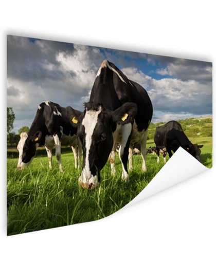 FotoCadeau.nl - Drie Holstein koeien Poster 90x60 cm - Foto print op Poster (wanddecoratie)