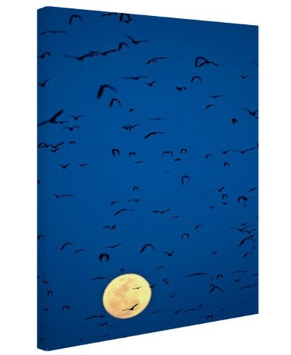FotoCadeau.nl - Vleermuizen voor volle maan Canvas 80x120 cm - Foto print op Canvas schilderij (Wanddecoratie)