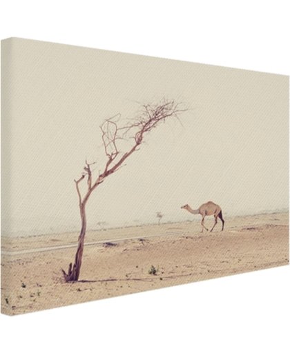 FotoCadeau.nl - Kameel wandelt over woestijnweg in Dubai Canvas 80x60 cm - Foto print op Canvas schilderij (Wanddecoratie)