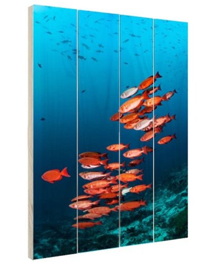 FotoCadeau.nl - Rode vissen voor blauwe achtergrond Hout 60x80 cm - Foto print op Hout (Wanddecoratie)