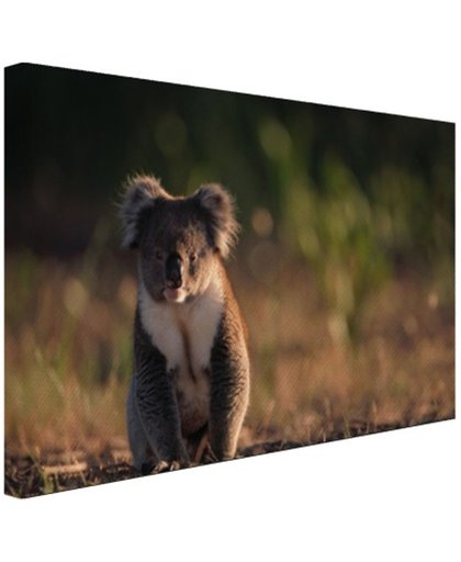 FotoCadeau.nl - Koala op de grond zonsondergang Canvas 30x20 cm - Foto print op Canvas schilderij (Wanddecoratie)