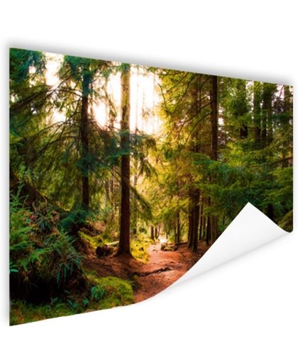 FotoCadeau.nl - Een bospaadje door Amerikaans bos Poster 90x60 cm - Foto print op Poster (wanddecoratie)