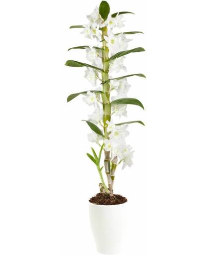 Dendrobium Apollon 1-stam