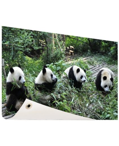 FotoCadeau.nl - Reuze pandas in de natuur Tuinposter 60x40 cm - Foto op Tuinposter (tuin decoratie)