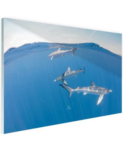 FotoCadeau.nl - Haaien aan de oppervlakte Glas 30x20 cm - Foto print op Glas (Plexiglas wanddecoratie)