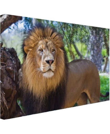 Staande mannelijke leeuw Canvas 180x120 cm - Foto print op Canvas schilderij (Wanddecoratie)