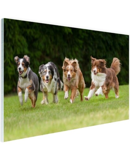 FotoCadeau.nl - 4 rennende honden op een rij Glas 30x20 cm - Foto print op Glas (Plexiglas wanddecoratie)