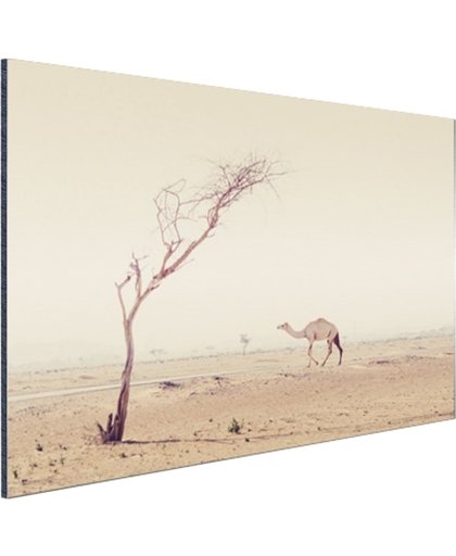 FotoCadeau.nl - Kameel wandelt over woestijnweg in Dubai Aluminium 60x40 cm - Foto print op Aluminium (metaal wanddecoratie)