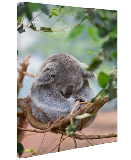 FotoCadeau.nl - Zittende koala met bladeren Canvas 80x120 cm - Foto print op Canvas schilderij (Wanddecoratie)